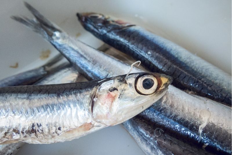 アニサキスとは